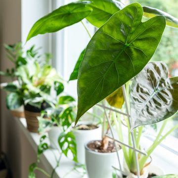 Alokasia - Alocasia wentii