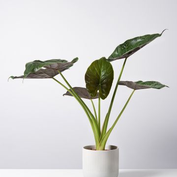 Alokasia Williams hybrid