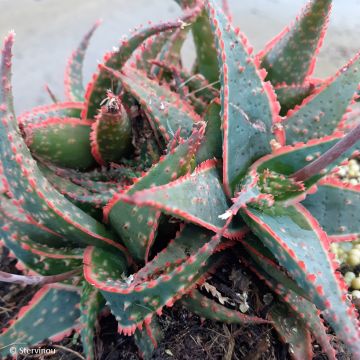 Aloe x Christmas Carol