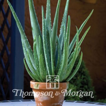 Lääkeaaloe (siemenet) - Aloe vera