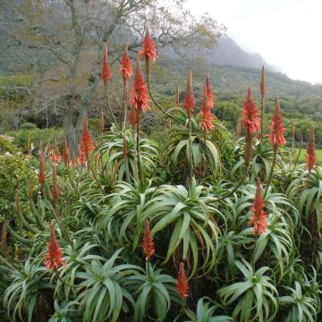 Rohtoaaloe - Aloe arborescens
