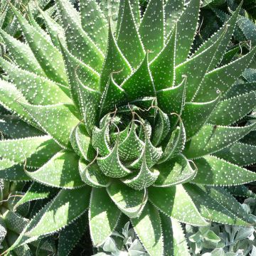 Suka-aaloe - Aloe aristata