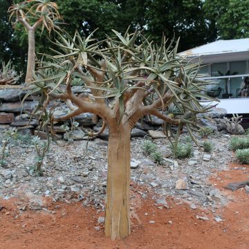 Kapinaaloe - Aloe dichotoma