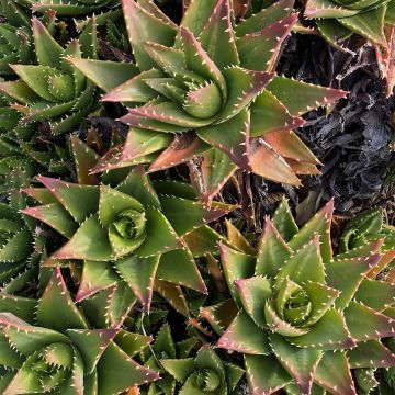 Kynsiaaloe - Aloe perfoliata