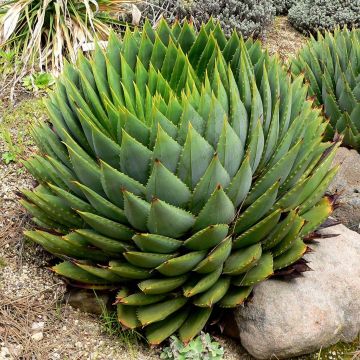 Pyörreaaloe - Aloe polyphylla