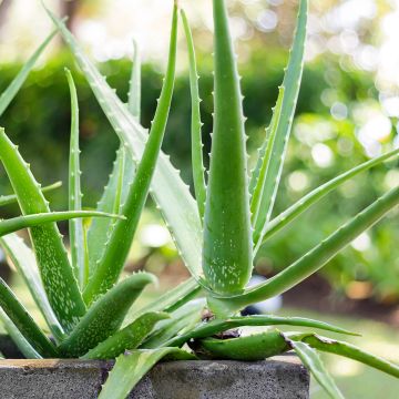 Lääkeaaloe - Aloe vera