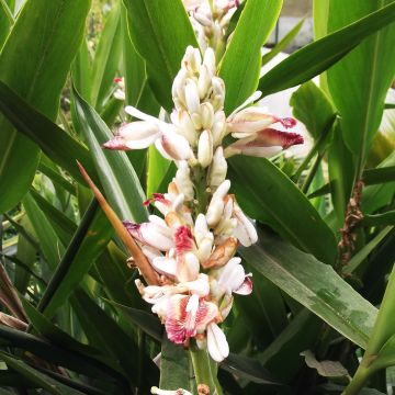Isogalangajuuri - Alpinia galanga