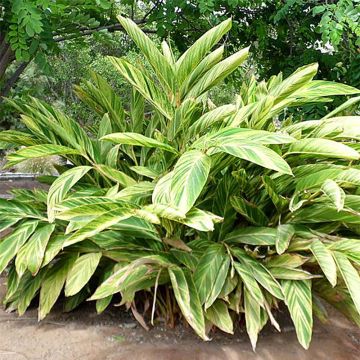 Isogalangajuuri Variegata