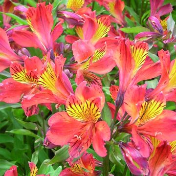 Inkalilja Inca Tropic