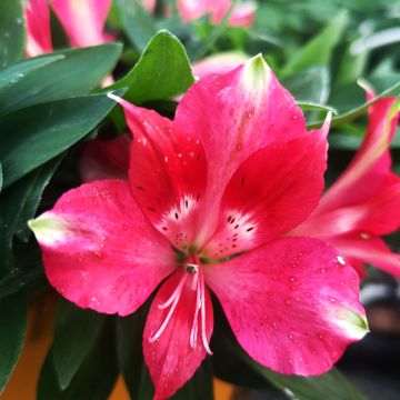 Inkalilja Pitchounes Lily Rose