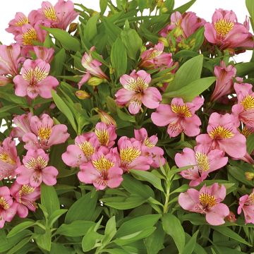 Inkalilja Summer Rose