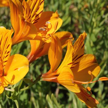 Inkalilja - Alstroemeria aurantiaca