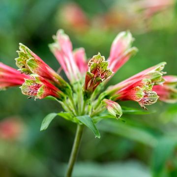 Inkalilja - Alstroemeria psittacina