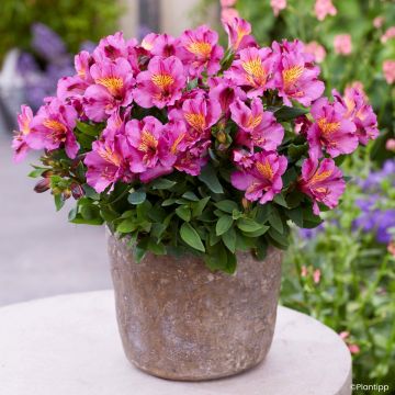 Inkalilja Incalys Purple