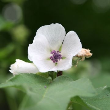 Rohtosalkoruusu - Althaea officinalis