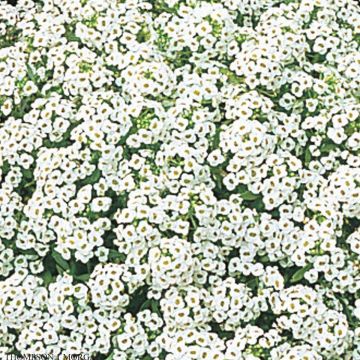 Tuoksupielus Snow Crystals (siemenet)