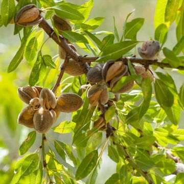 Tarhamanteli - Prunus dulcis
