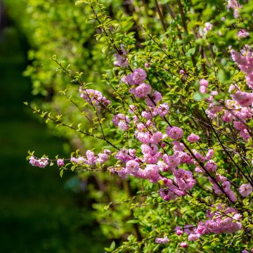 Ruusumanteli - Prunus triloba
