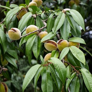 Tarhamanteli Fruit me Almond me itsepölytteinen
