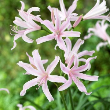 Amarine tubergenii Belladiva Emanuelle