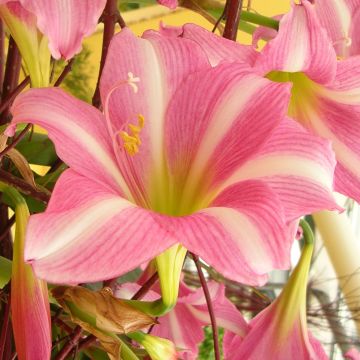 Aitoamaryllis - Amaryllis estella