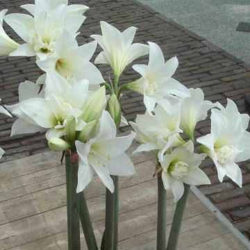 Ritarinkukka Jewel