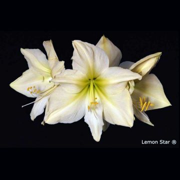 Ritarinkukka Lemon Star