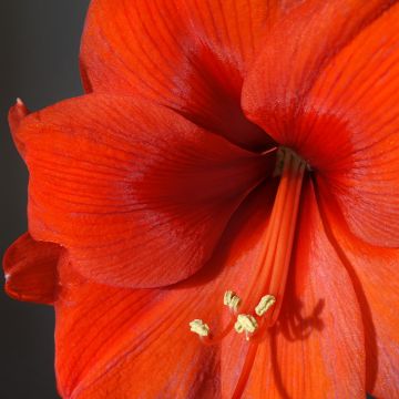 Ritarinkukka Orange Souvereign