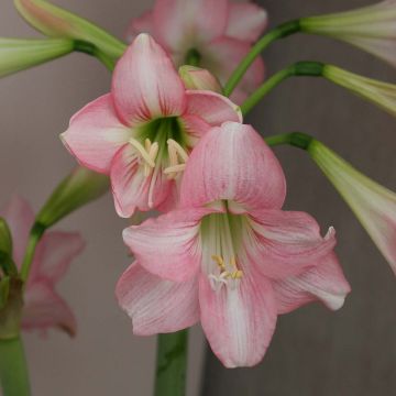 Ritarinkukka Pink Rascal