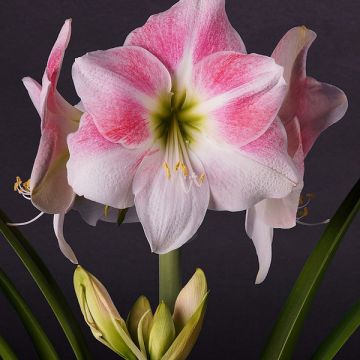Ritarinkukka Rosy Star