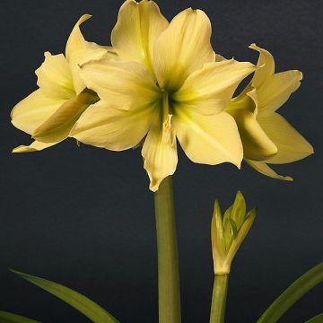 Ritarinkukka Yellow Star