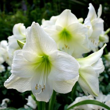 Aitoamaryllis Ludwig Dazzler