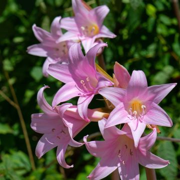 Aitoamaryllis - Amaryllis belladonna