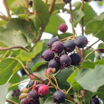 Marjatuomipihlaja GreatBerry Aroma