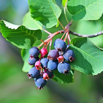 Marjatuomipihlaja Greatberry Garden