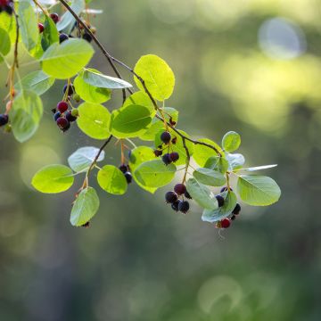 Marjatuomipihlaja Saskatoon Berry