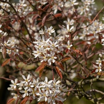 Kanadalainen tuomipihlaja - Amelanchier canadensis
