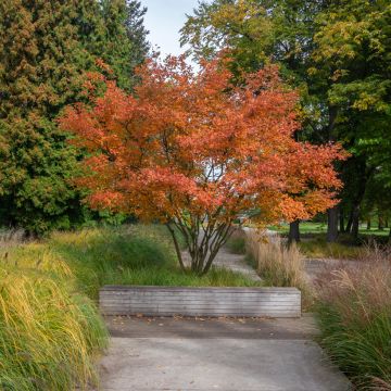 Kanadalainen tuomipihlaja October Flame