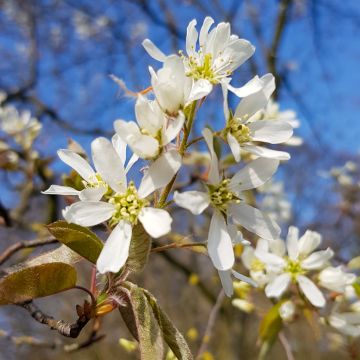 Rusotuomipihlaja - Amelanchier lamarckii