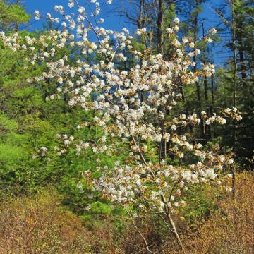 Isotuomipihlaja - Amelanchier spicata
