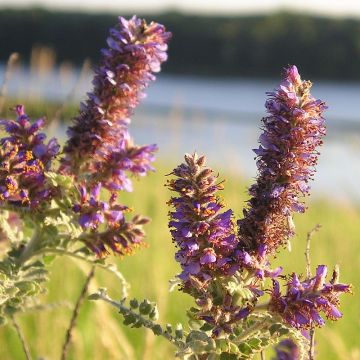 Tuhkasulkapensas - Amorpha canescens