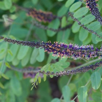 Sulkapensaa - Amorpha ouachitensis