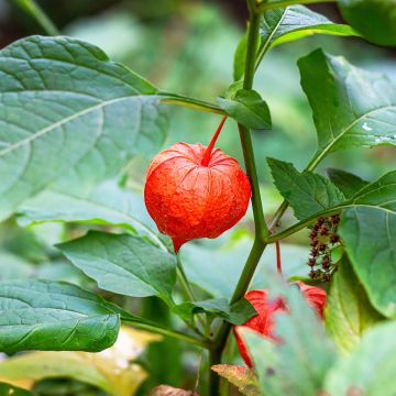Lyhtykoiso - Physalis alkekengi var. franchetii