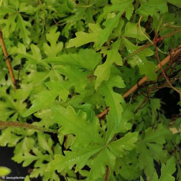 Ukonhopeaviini - Ampelopsis aconitifolia