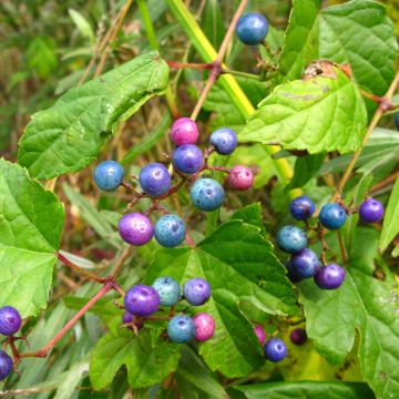 Hopeaviini - Ampelopsis glandulosa var. maximowiczii