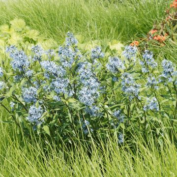 Nukkatuikki - Amsonia ciliata
