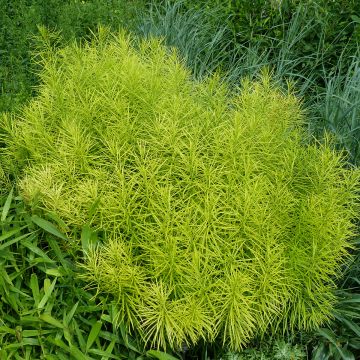Sinituikki - Amsonia hubrichtii