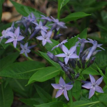 Turkintuikki - Amsonia orientalis
