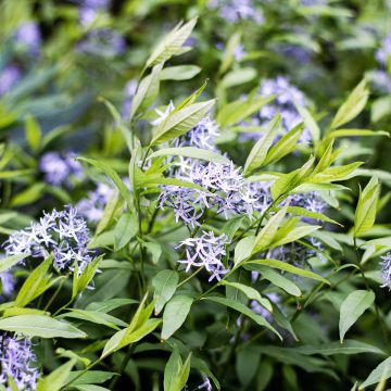Tähtituikki var. salicifolia