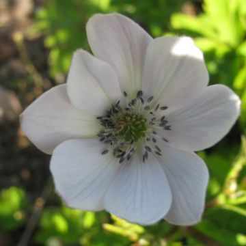 Lehtovuokko - Anemone leveillei